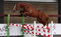 Vente de cheval : Vertigo